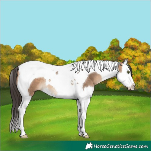 Horse Color:Bay Dun Splash Tobiano 