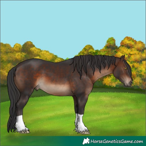 Horse Color:Brown 