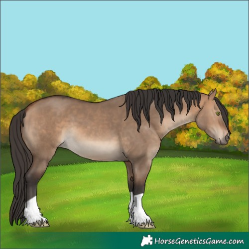 Horse Color:Bay Dun