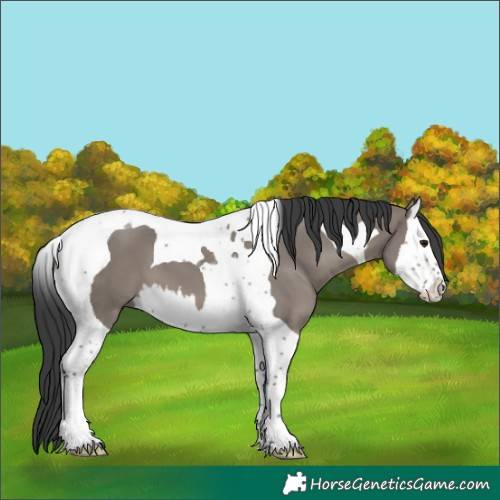 Horse Color:Grullo Splash Tobiano 