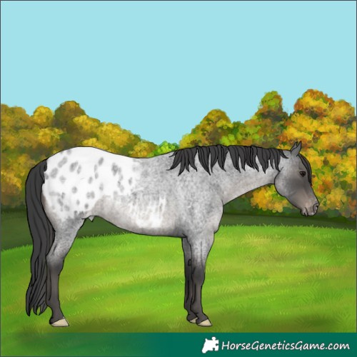Horse Color:Blue Roan Blanket 