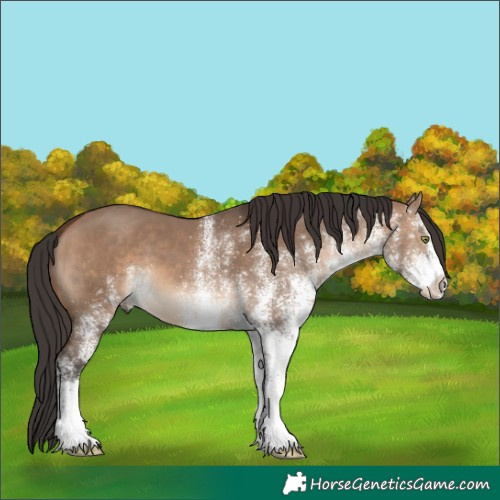 Horse Color:White Spotted Brown Dun 