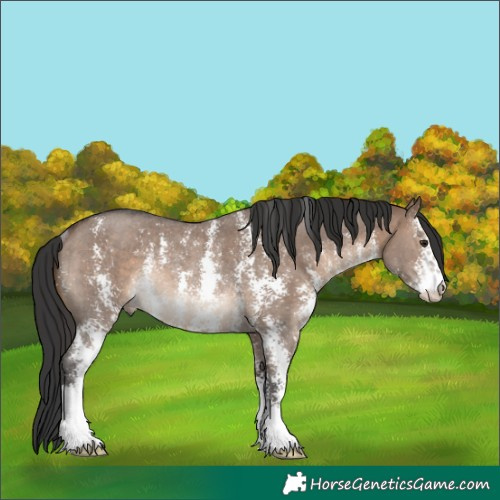 Horse Color:Brown Dun Sabino Rabicano 