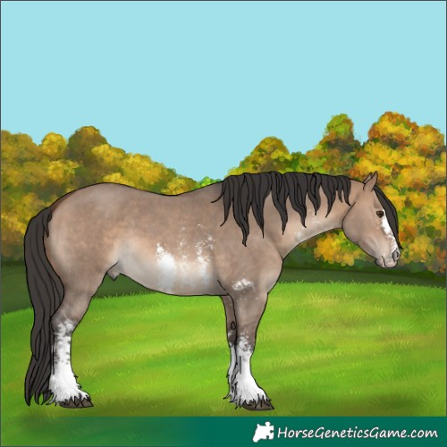 Horse Color:Brown Dun Sabino 