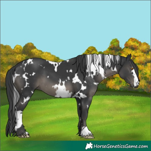 Horse Color:White Spotted Black