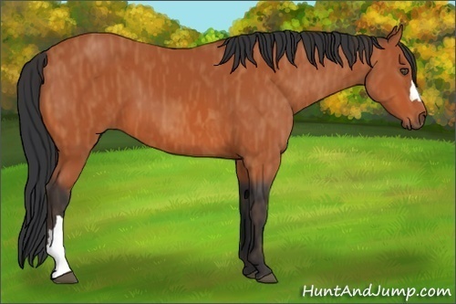 Horse Color:Bay  Brindle