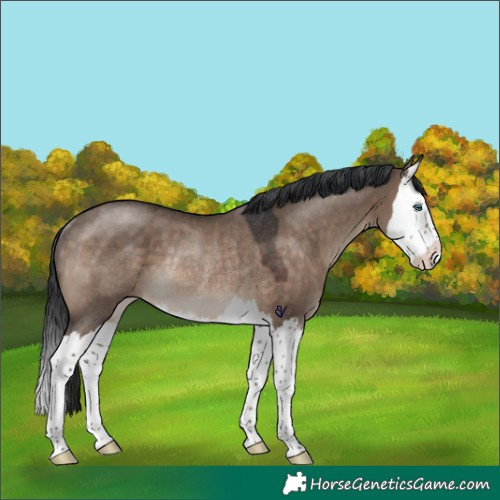 Horse Color:Brown Dun Splash Rabicano 