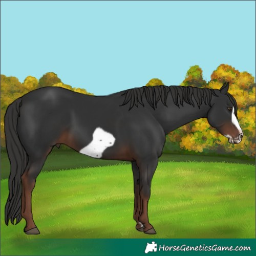 Horse Color:Liver Chestnut Frame 