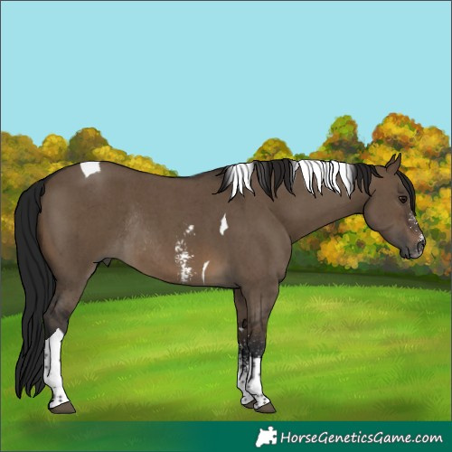 Horse Color:Gray Brown Dun Sabino Tobiano Rabicano 