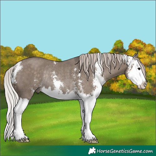 Horse Color:Silver Grullo Sabino Splash Rabicano 