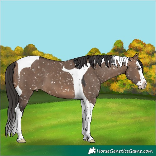 Horse Color:Brown Dun Splash Tobiano Appaloosa 