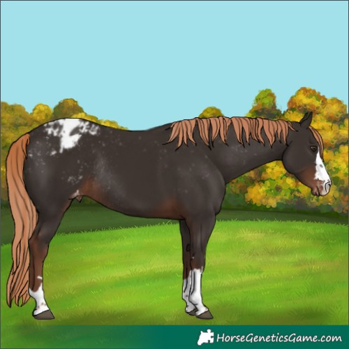 Horse Color:Liver Chestnut Varnish Rabicano 