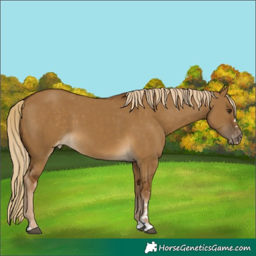 Horse Color:Chocolate Palomino Dun Varnish 