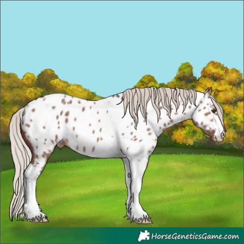 Horse Color:Silver Brown Dun Tobiano Appaloosa Rabicano 