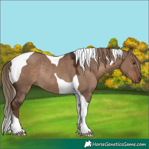 Horse Color:Liver Red Dun Tobiano Rabicano