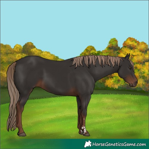 Horse Color:Liver Chestnut