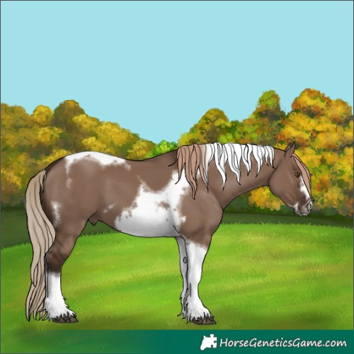 Horse Color:Liver Red Dun Tobiano Frame 