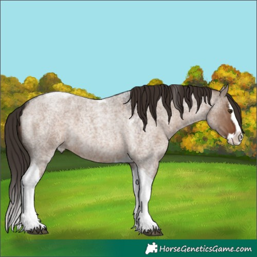 Horse Color:Liver Red Dun Roan Splash Tobiano 