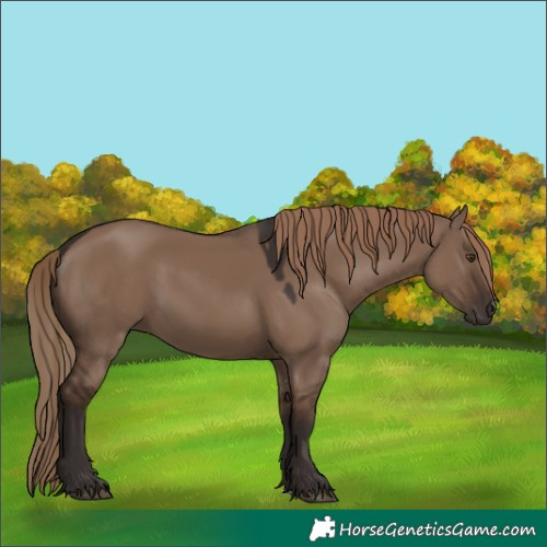 Horse Color:Liver Red Dun Sabino Rabicano 