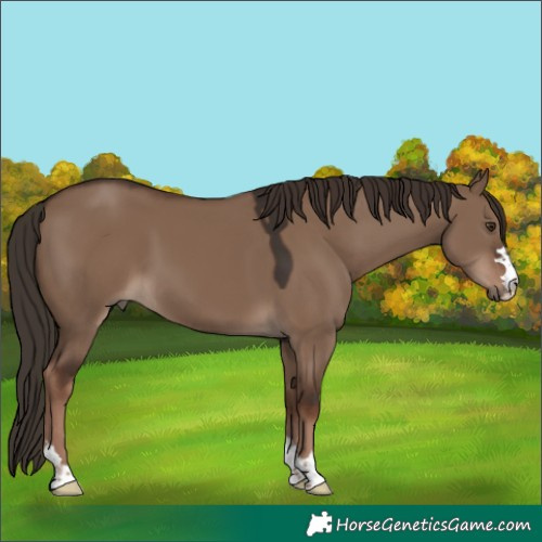 Horse Color:Liver Red Dun 