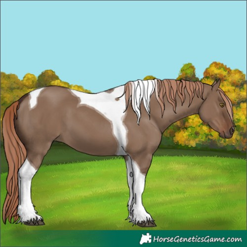Horse Color:Liver Red Dun Tobiano 