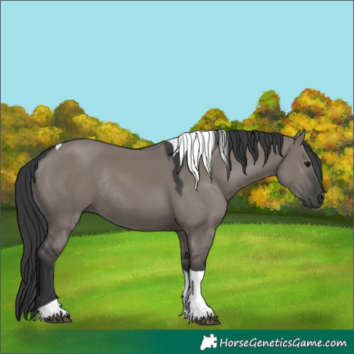 Horse Color:Grullo Tobiano Rabicano