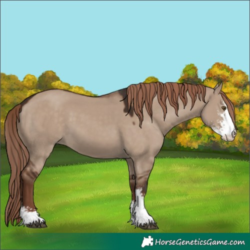 Horse Color:Liver Red Dun Sabino 