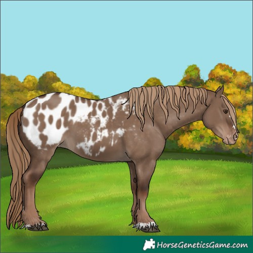Horse Color:Liver Red Dun Appaloosa 