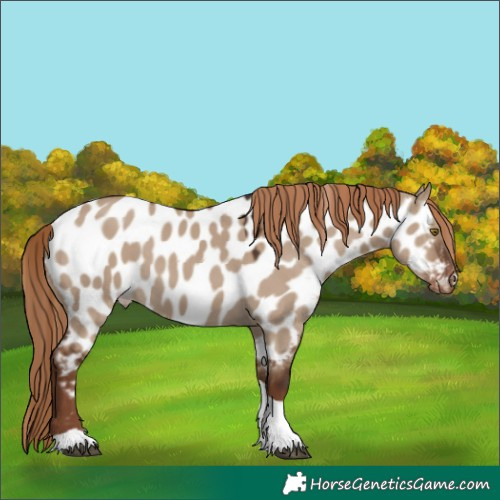 Horse Color:Liver Red Dun Tobiano Near Leopard 