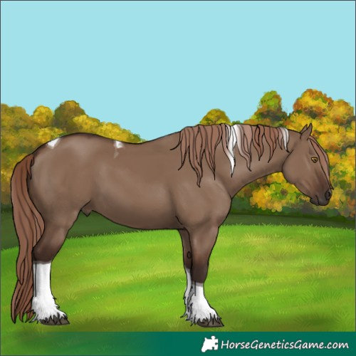 Horse Color:Liver Red Dun Tobiano