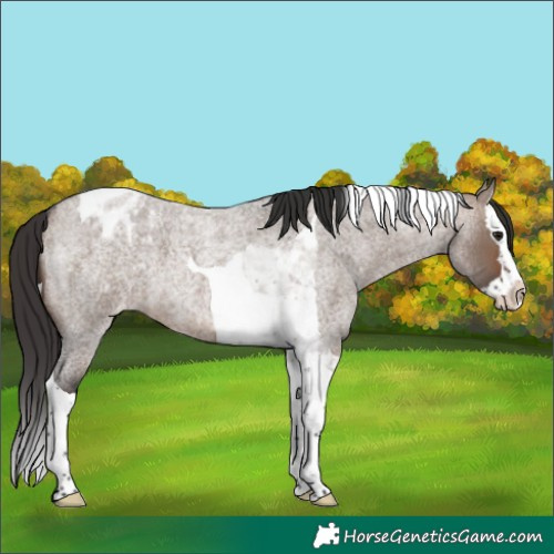 Horse Color:Brown Roan Dun Splash Tobiano Varnish 