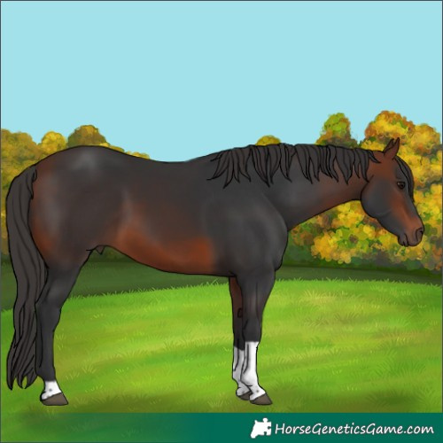 Horse Color:Bay Tobiano 