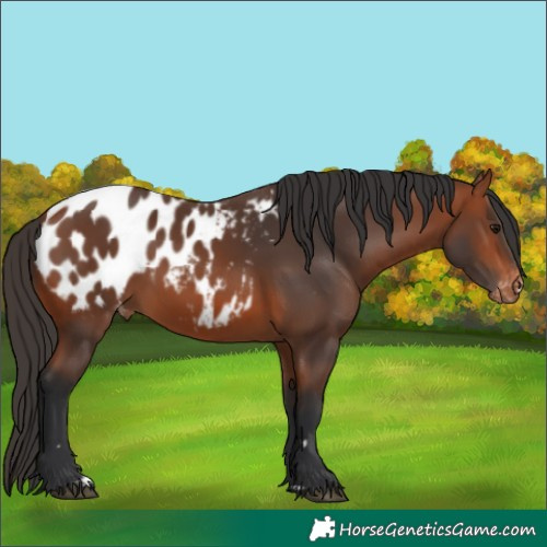 Horse Color:Bay Blanket 