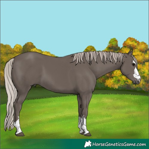 Horse Color:Silver Black 