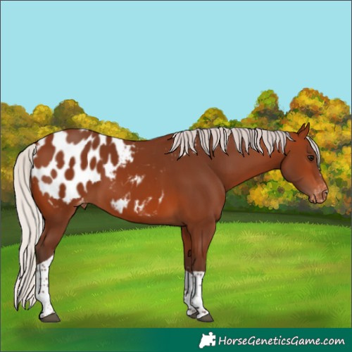 Horse Color:Silver Brown Tobiano Blanket 