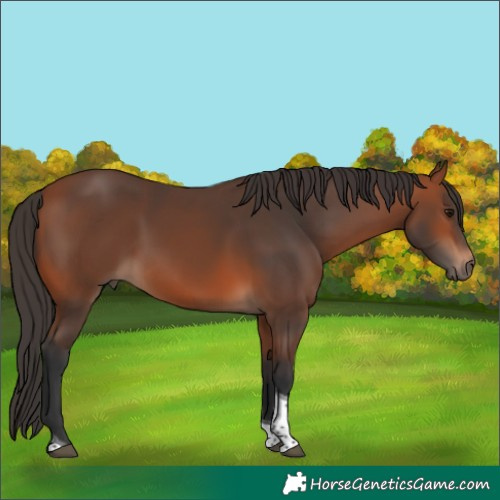 Horse Color:Bay Tobiano 