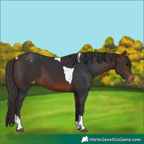 Horse Color:Brown Tobiano Varnish 