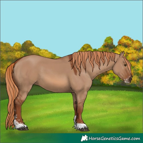 Horse Color:Red Dun Sabino 