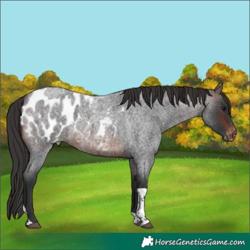 Horse Color:Brown Roan Tobiano Blanket 