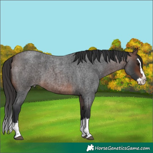 Horse Color:Brown Roan Splash 