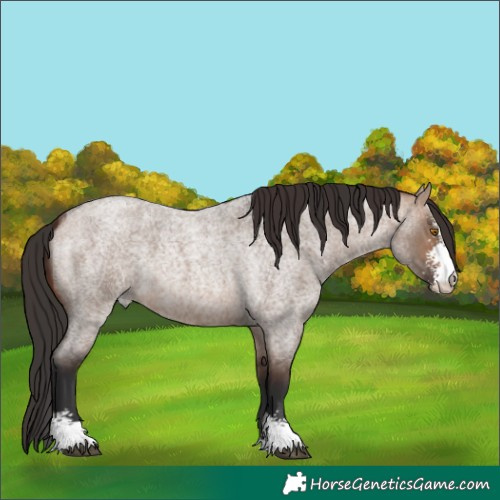 Horse Color:Brown Roan Dun Sabino 