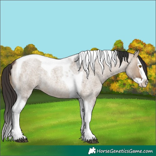 Horse Color:Brown Roan Dun Splash Tobiano Rabicano 