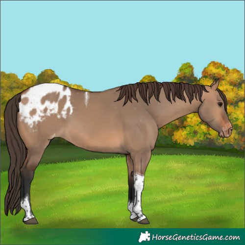 Horse Color:Bay Dun Tobiano Appaloosa 