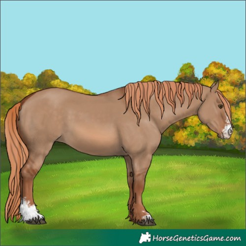 Horse Color:Red Dun Sabino 