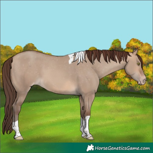 Horse Color:Sable Champagne Dun Tobiano Appaloosa 