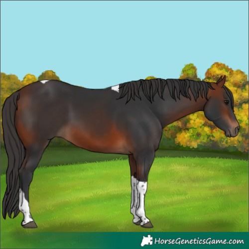 Horse Color:Bay Tobiano