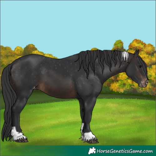 Horse Color:Brown Tobiano Appaloosa