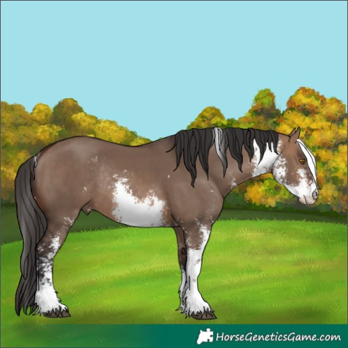 Horse Color:Brown Dun Sabino Rabicano 