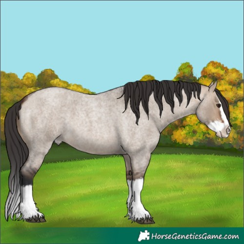 Horse Color:Bay Roan Dun Sabino Splash 