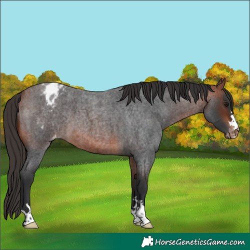 Horse Color:Bay Roan Appaloosa